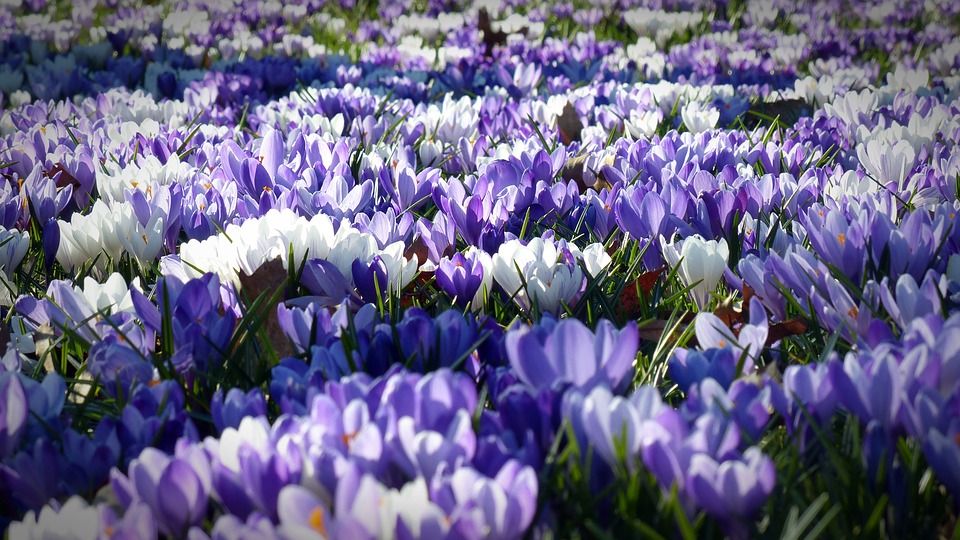 Read more about the article Casos de rinite alérgica podem aumentar na primavera